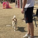 포도밭 댕댕이 펜션 이미지