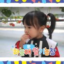 하늘애딸기농장