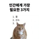 별빛멍냥 이미지