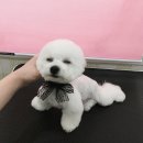 멍이랑몽이 미용 이미지