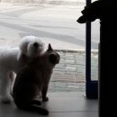 사랑해줄개 애견샵 이미지