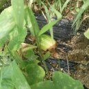 방실농장 이미지