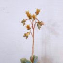 다육꽃세상 이미지