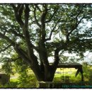 차평1리 이미지