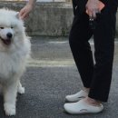 클린독 이미지