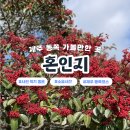 하얀민들레마을 | 제주 동쪽 가볼만한곳 사진찍기 좋은 혼인지 마을 여행코스 후기