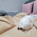 연잎가마솥왕족발 이미지