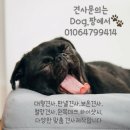 스터디독스쿨 이미지