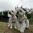 제이 애견 호텔 이미지