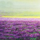 김금안색채갤러리 이미지