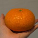 부해농장 | 제주도 한라봉 택배 2월만되면 시켜먹는 농장직배송!