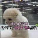 유올펫 강아지고양이 청주점 | [대전강아지분양] 더펫 유성본점, 왜 여기가 전국구 명소인지 알겠네요!