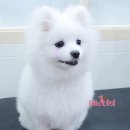 엘리 애견미용실 이미지