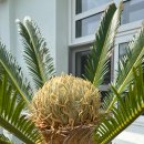 고흥-10호 이미지