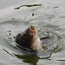 도장골낚시터 이미지