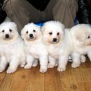 양평특수견 이미지