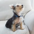 강아지집 이미지