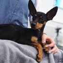 멍타쿠 | 고양이 집사의 포토덤프 챌린지겸 쓰는 소소한 일상 글