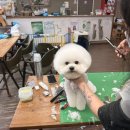 아름답개 이미지