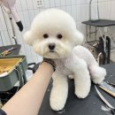 살롱드댕댕 이미지