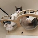 냥이의꿈 이미지