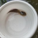 청개구리PC 이미지