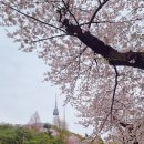 남산파출소 | 남산도서관 벚꽃길 4/12 실시간 개화 남산타워 주차