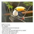 Toco 큰부리새(Toco Toucan) 이미지