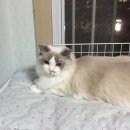 렉돌 냥이 이미지