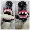 김s 동물병원 이미지