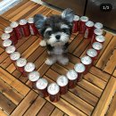 댕댕이미용 이미지