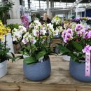 지천농협 하나로마트 이미지