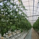 송하우스 | [후기] 🍅 보은 송사장님의 토마토 하우스를 방문했습니다!