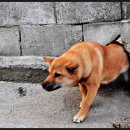 개구멍 이미지