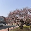 전남대 홍매 3월 24일 방문 후기 개화율 / 중외공원 홍매화까지