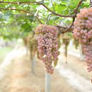 혜진네포도원 이미지