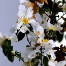 카멜리아 이미지