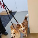 독클래스 이미지