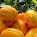 금메달농장 이미지