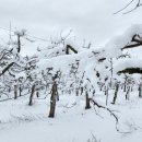 대미농장 이미지