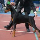 루비켄넬 이미지