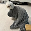멍멍그루밍 | 암사동 애견미용 멍멍그루밍 후기 이게 누구개?