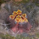 곤줄박이 Varied Tit ヤマガラ 528 이미지