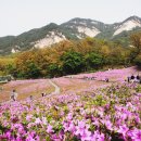 영신여자고등학교 | 벚꽃 끝나고 여기 가세요! 노원 가볼만한곳 2026 불암산 철쭉축제 철쭉동산 일정 주차 완전 정복