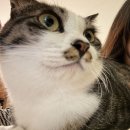 Happiness puppy 이미지