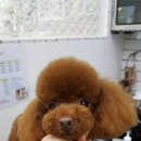 정말귀엽개 이미지