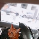 셀레네 동물병원 이미지