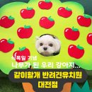 해들유치원-1구간 | 대전강아지유치원 왜 다들 보내는지 직접 다녀와봤어요