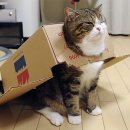 상자를 좋아하는 고양이로 유명한 일본의 스코티시 폴드 고양이 <b>마루</b>를 아시나요?
