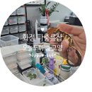 서강프라자 | 화정 파충류샵 오늘도마뱀 고양점 릴리화이트 분양 후기